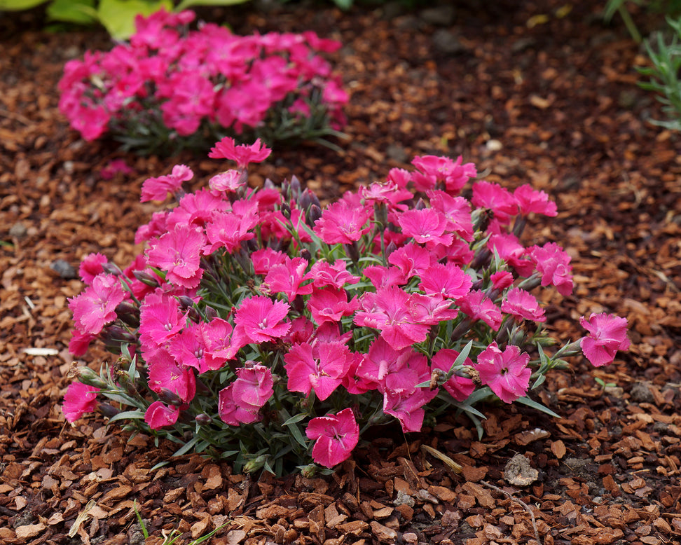 Dianthus 'Vivid Bright Light'