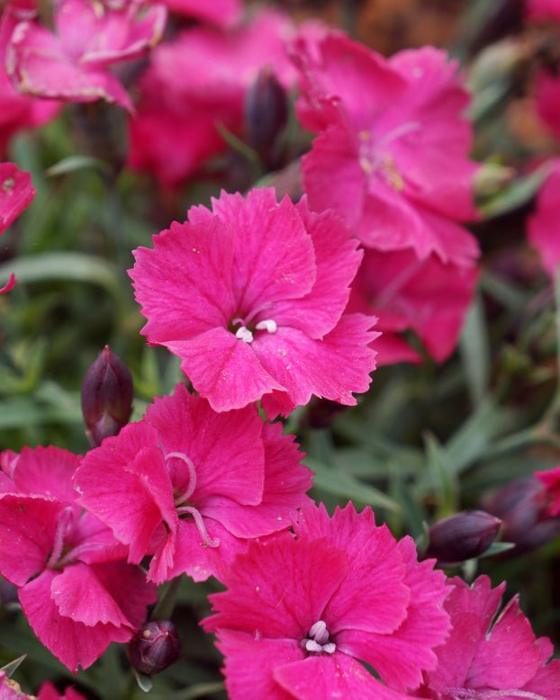 Dianthus 'Vivid Bright Light'