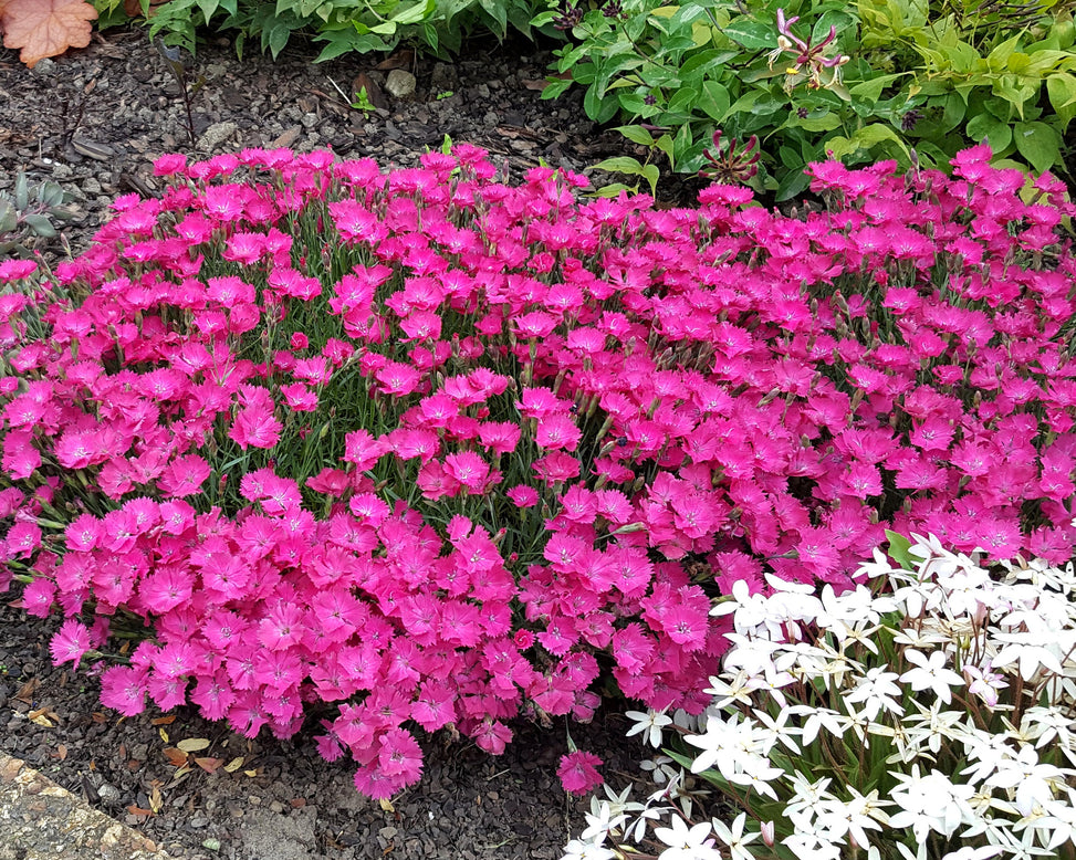 Dianthus 'Vivid Bright Light'