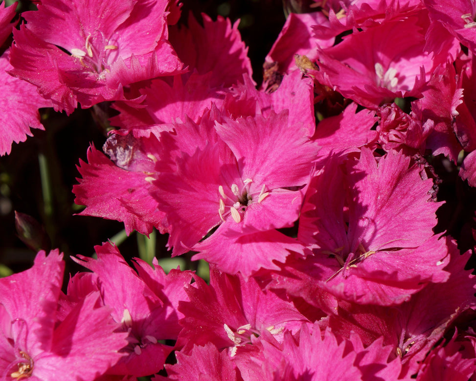 Dianthus 'Vivid Bright Light'