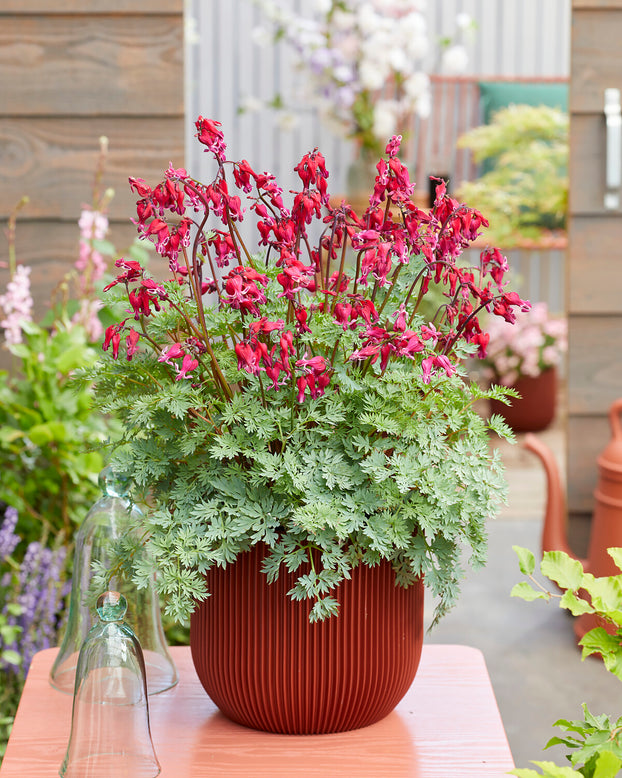 Dicentra 'Burning Hearts'