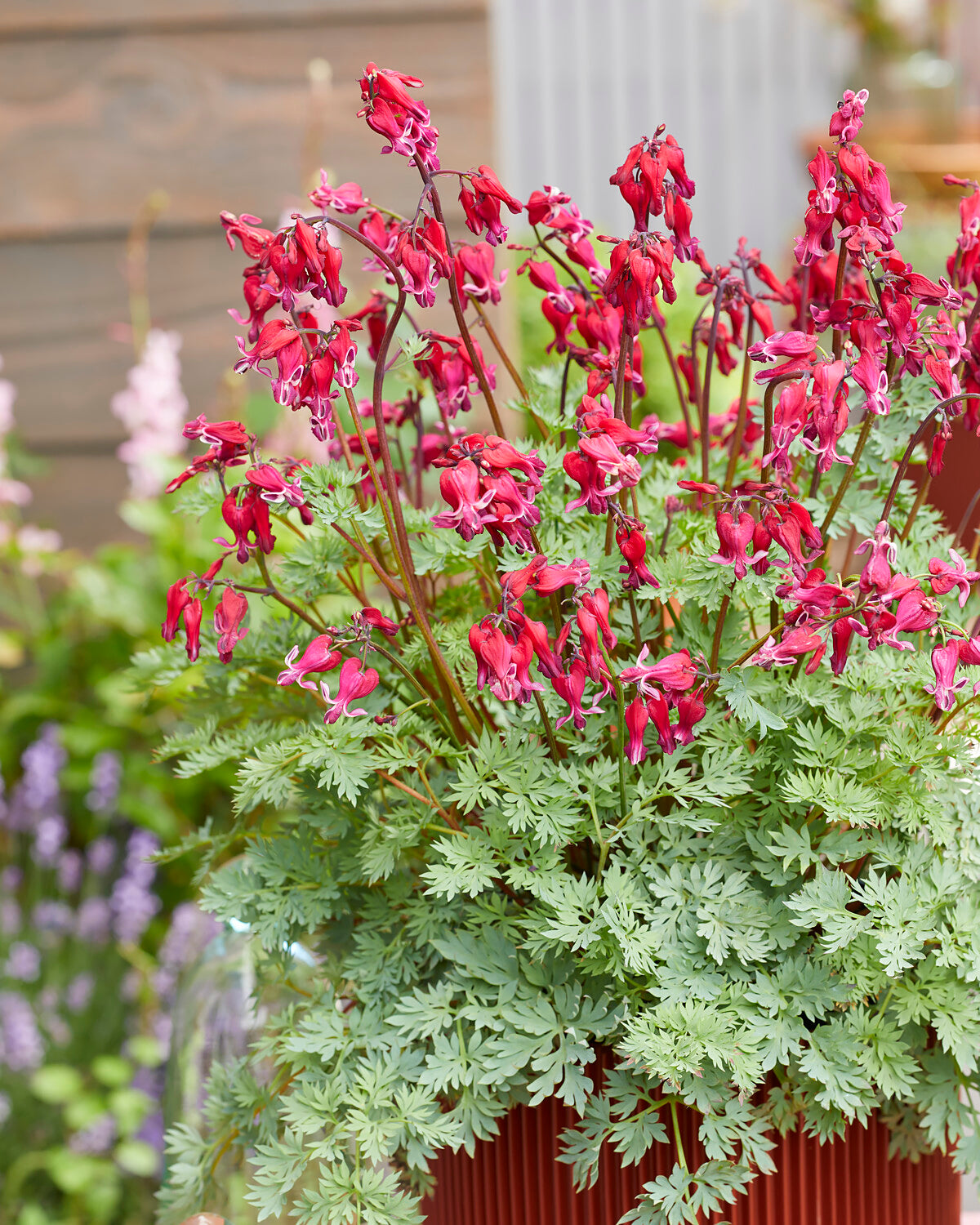 Dicentra 'Burning Hearts' bare roots — Buy fernleaf bleeding heart