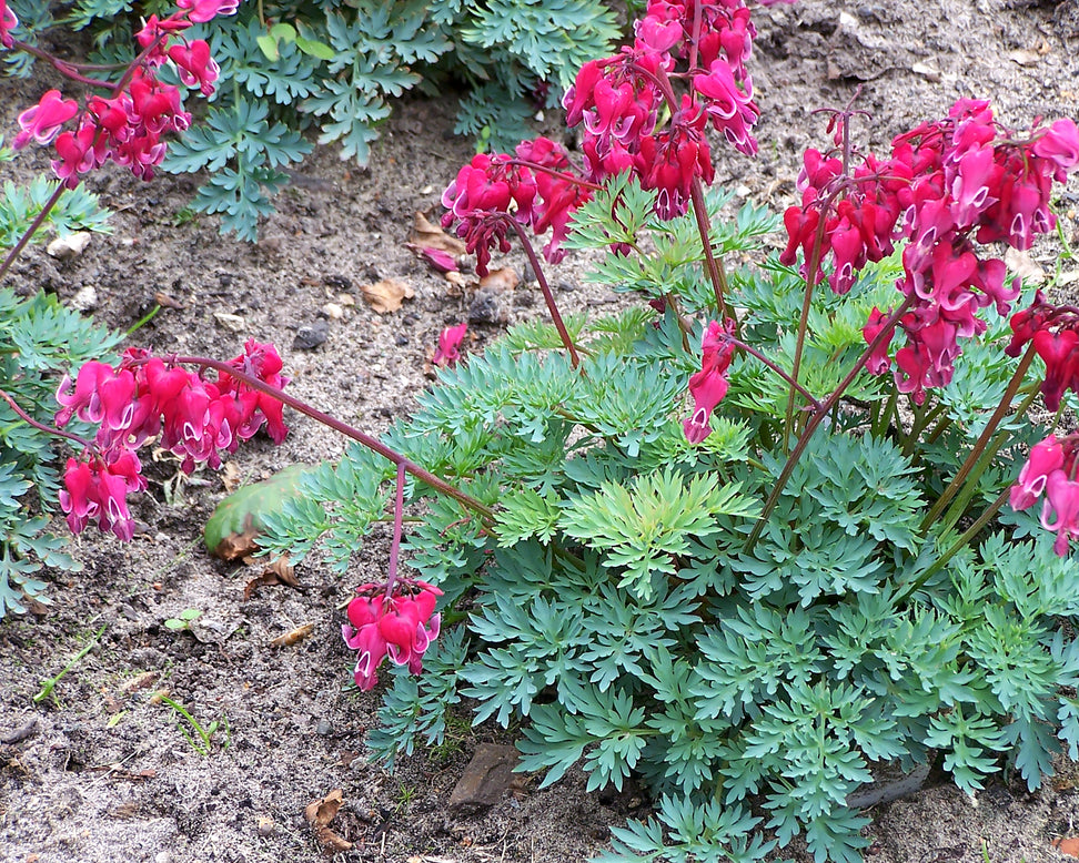 Dicentra 'Burning Hearts'