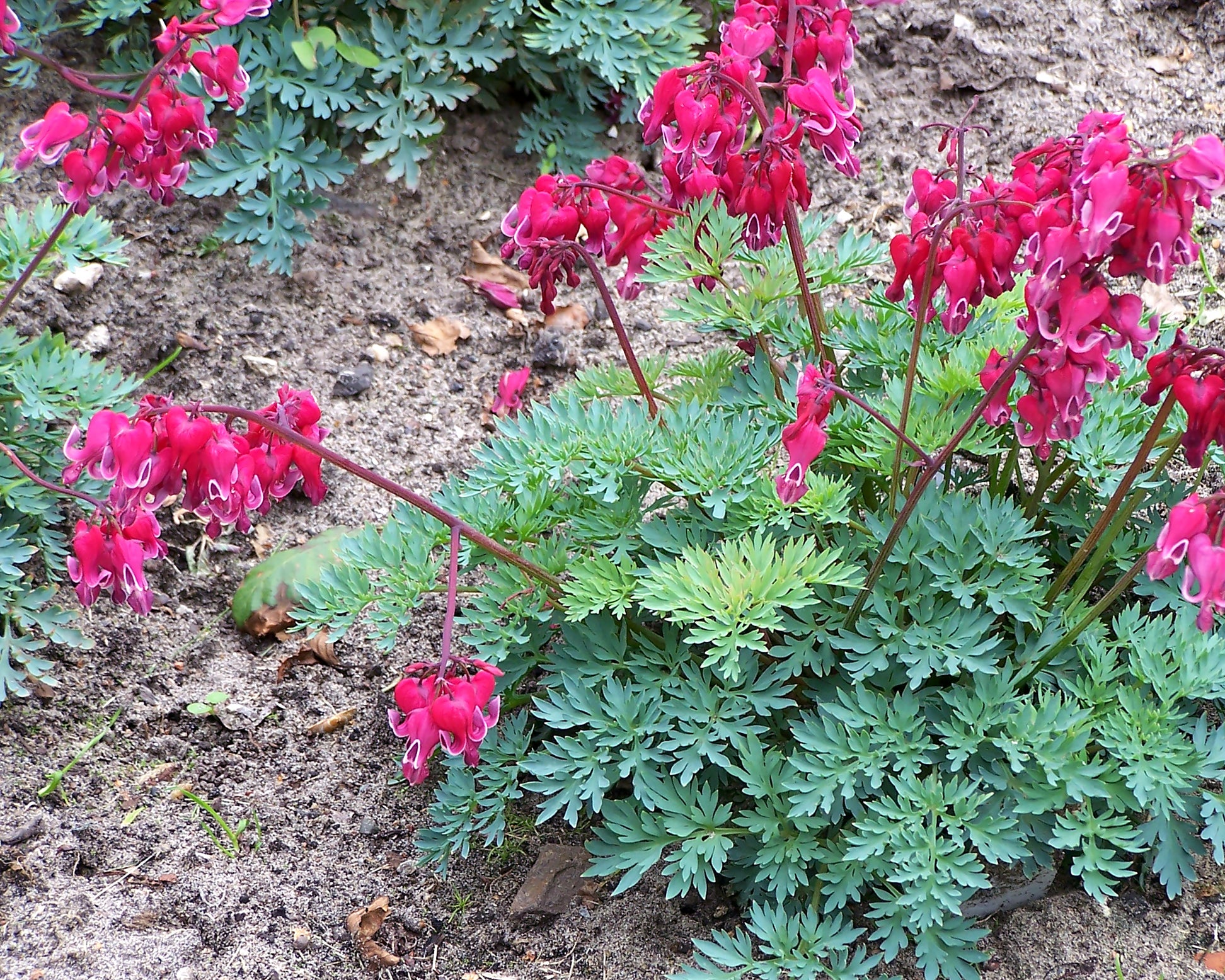 Dicentra 'Burning Hearts' bare roots — Buy fernleaf bleeding heart