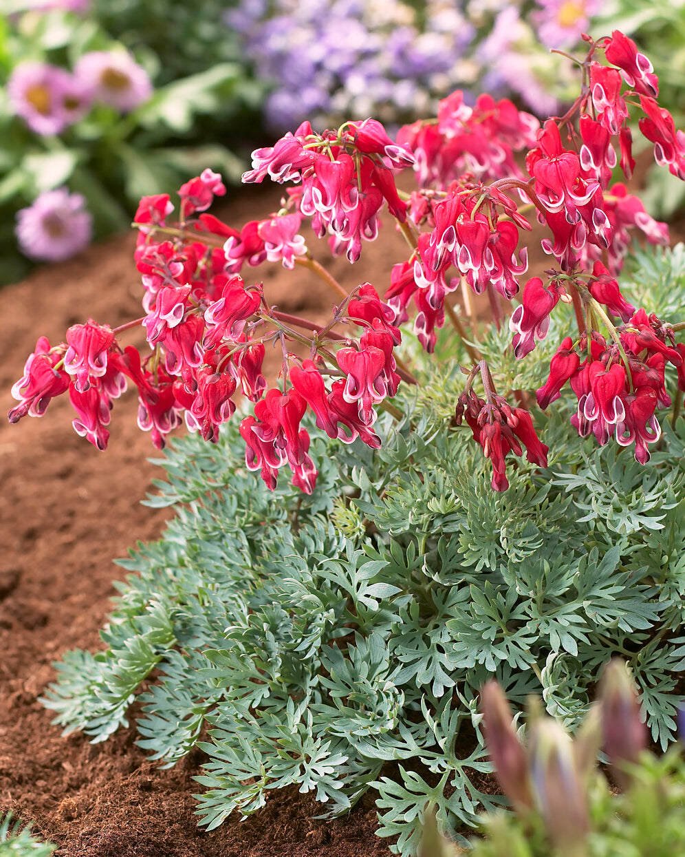Dicentra 'Burning Hearts' bare roots — Buy fernleaf bleeding heart