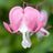 Dicentra