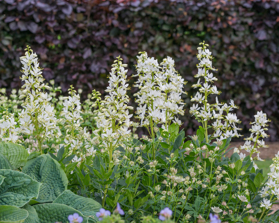 Dictamnus 'Albiflorus'