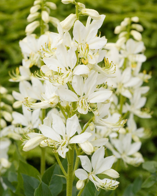 Dictamnus 'Albiflorus'
