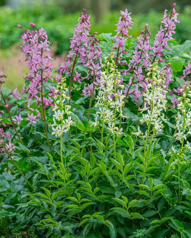 Dictamnus 'Albiflorus'