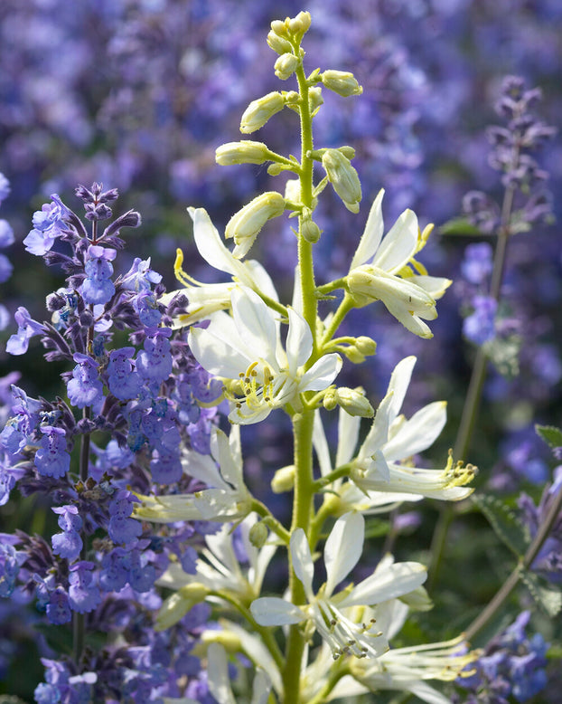 Dictamnus 'Albiflorus'