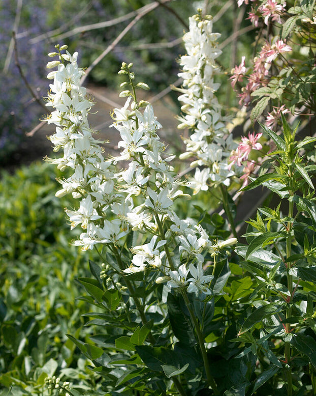 Dictamnus 'Albiflorus'
