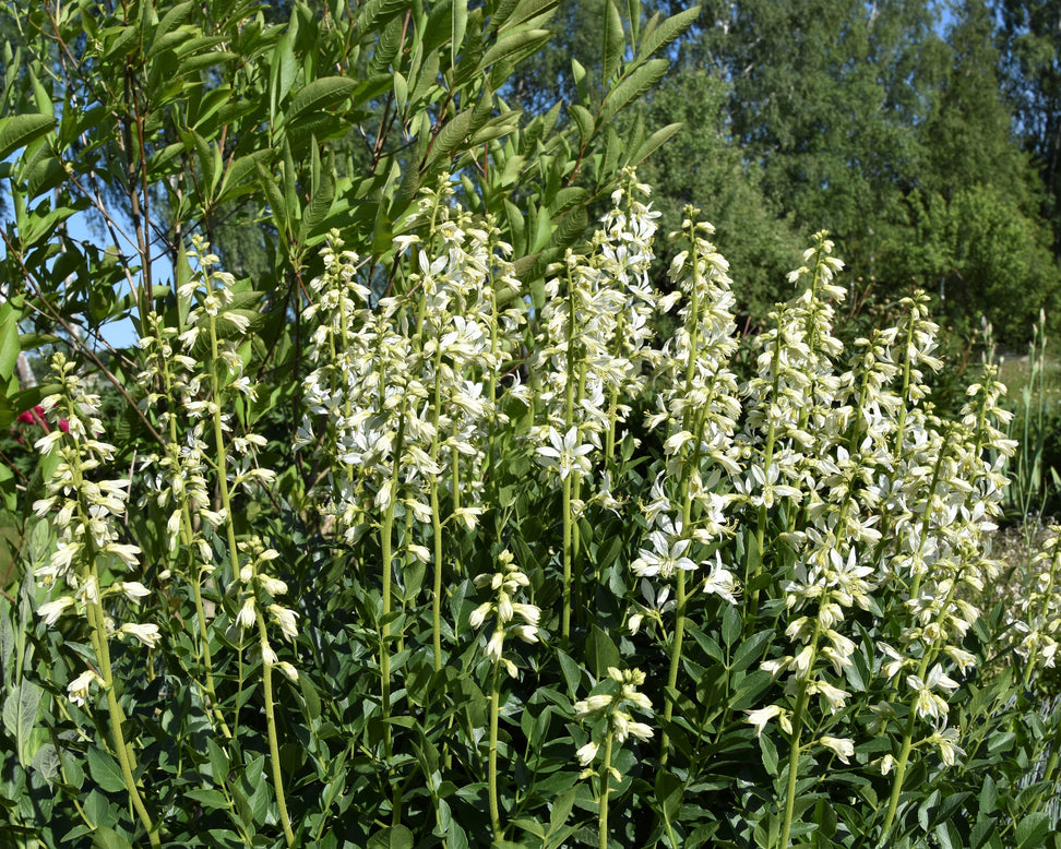 Dictamnus 'Albiflorus'