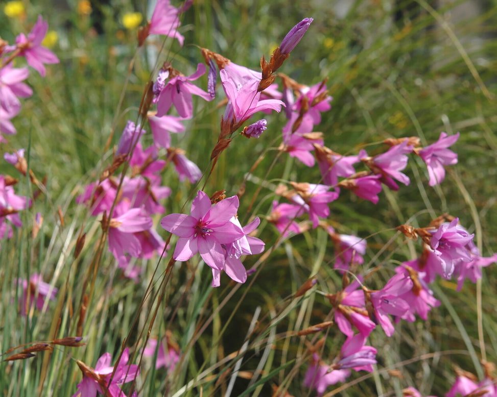 Dierama 'Luana'