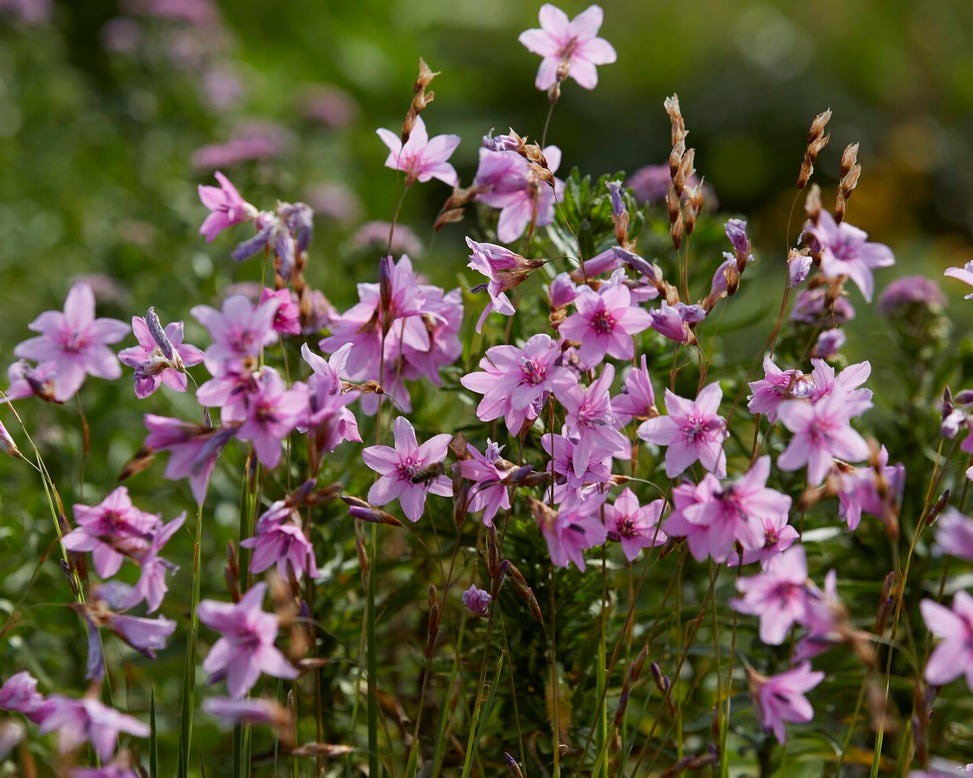 Dierama 'Luana'
