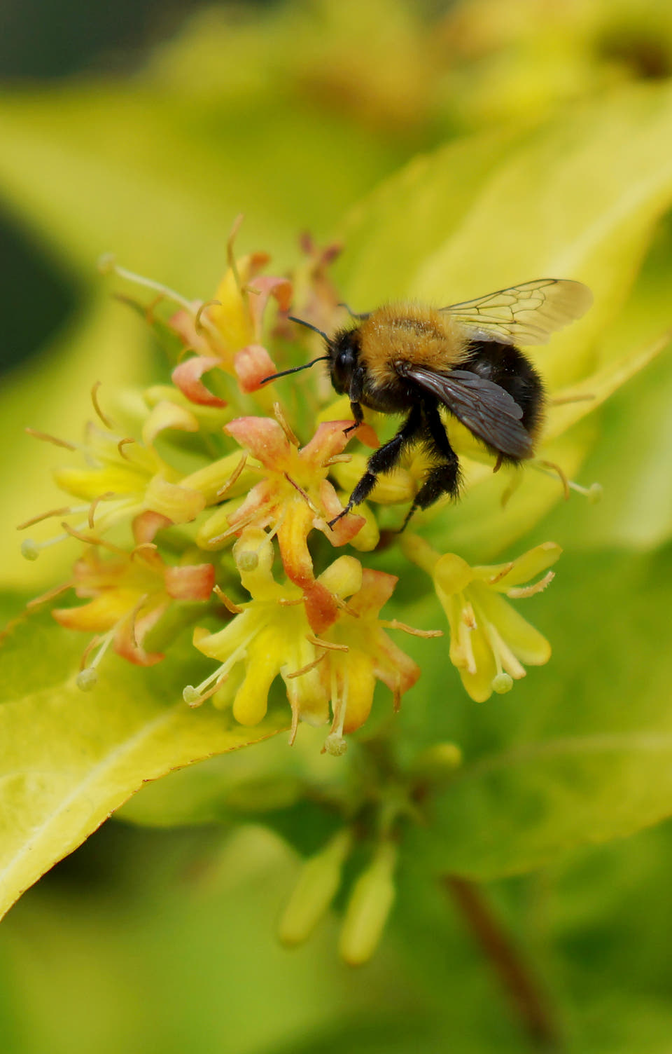 Pollinator-friendly