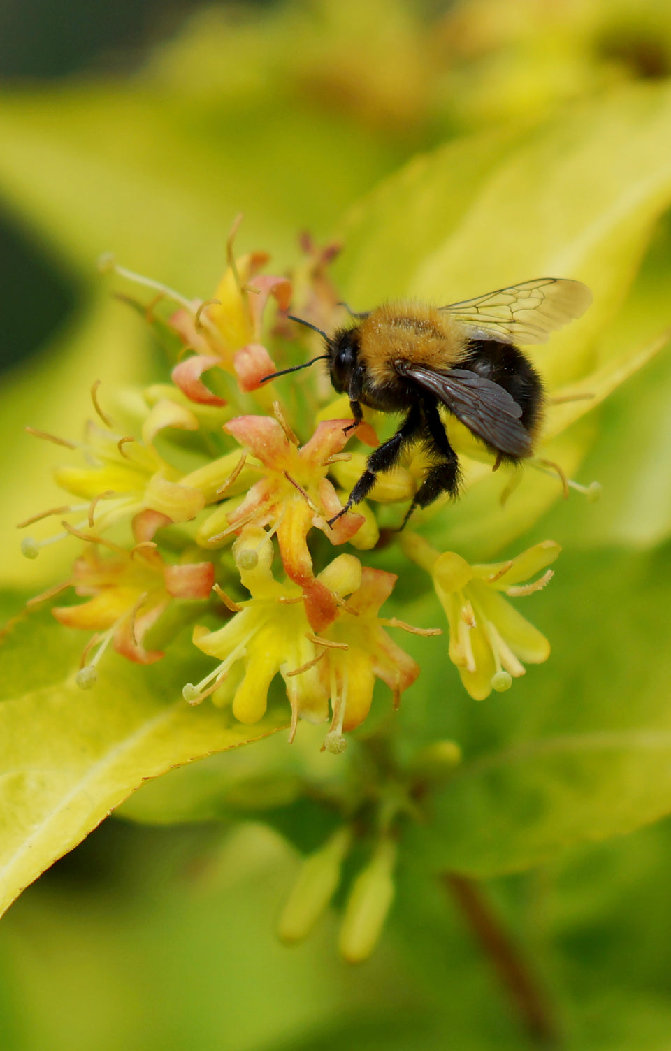 Pollinator-friendly