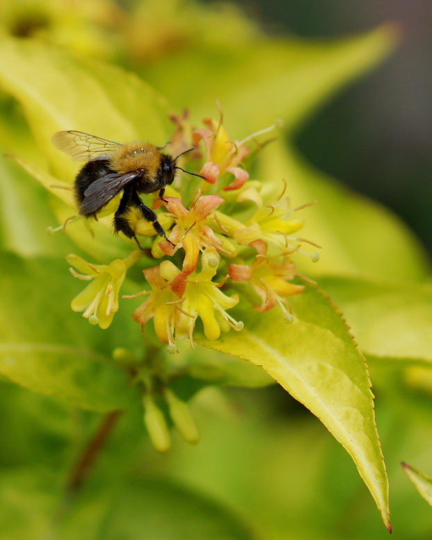 Diervilla 'Honeybee'