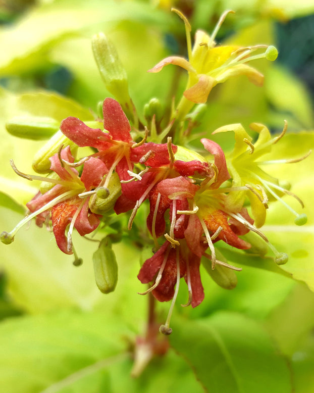 Diervilla 'Honeybee'