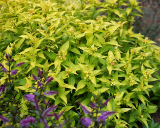 Diervilla 'Honeybee'