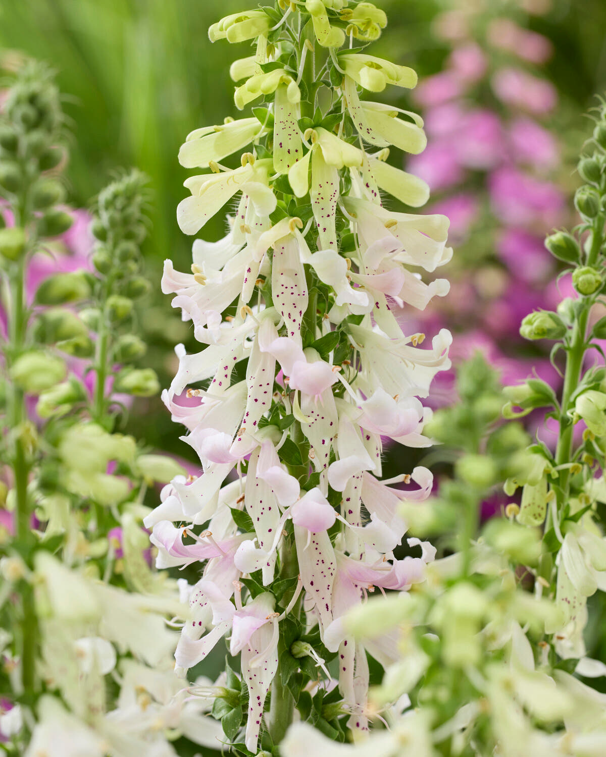Digitalis 'Apple Blossom'