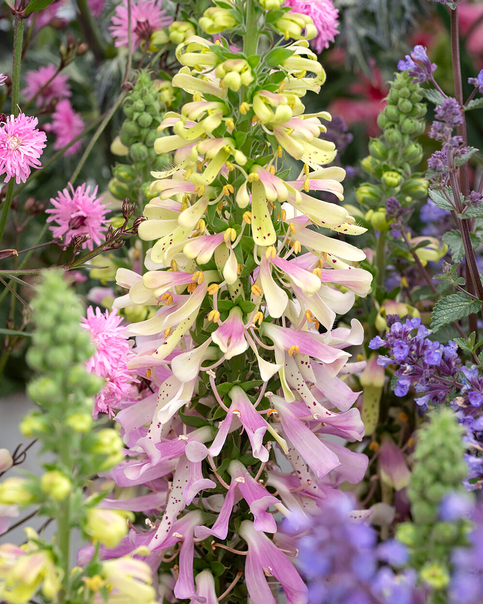 Digitalis Purpurea Apple Blossom Buy Foxgloves Online At Farmer digitalis-purpurea-apple-blossom-buy-foxgloves-online-at-farmer