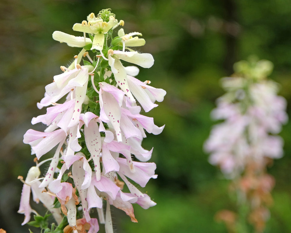 Digitalis 'Apple Blossom'