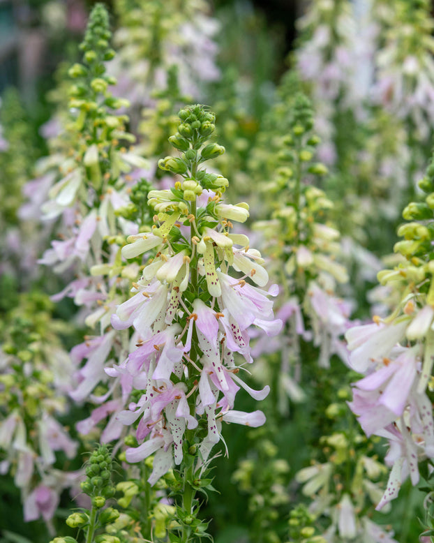 Digitalis 'Apple Blossom'