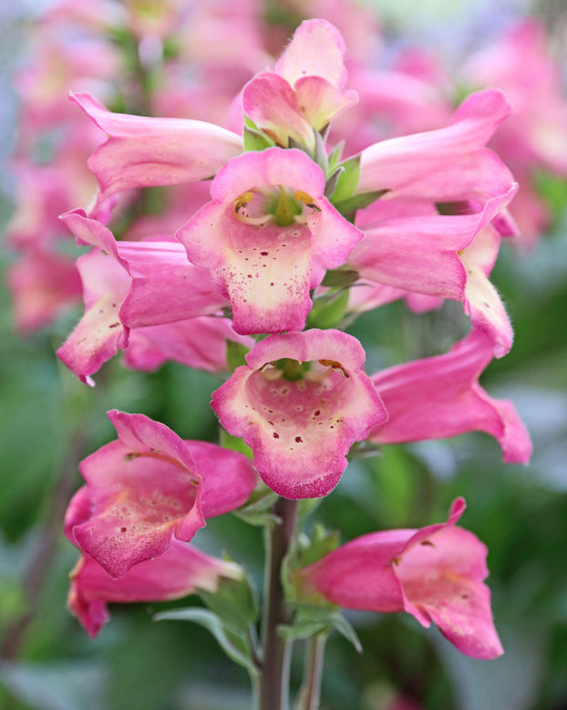 Digitalis 'Berry Canary'