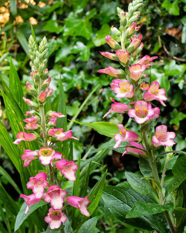 Digitalis 'Berry Canary'
