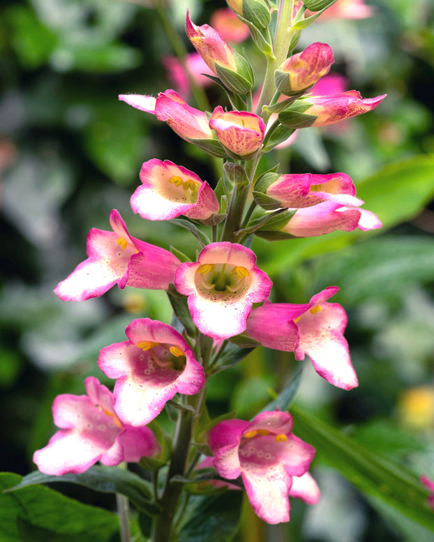 Digitalis 'Berry Canary'