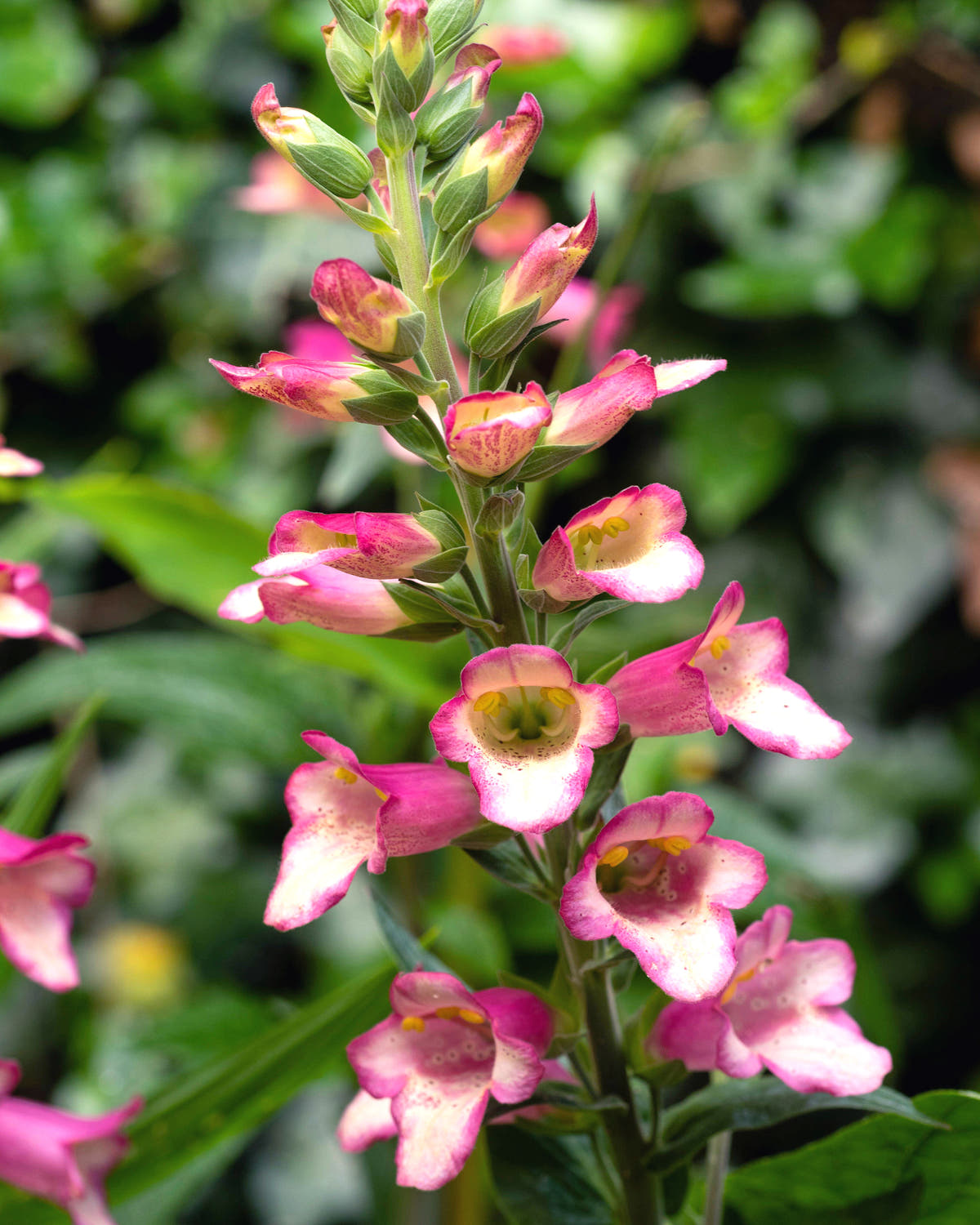 Digitalis 'Berry Canary'