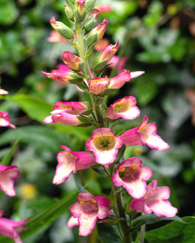 Digitalis 'Berry Canary'