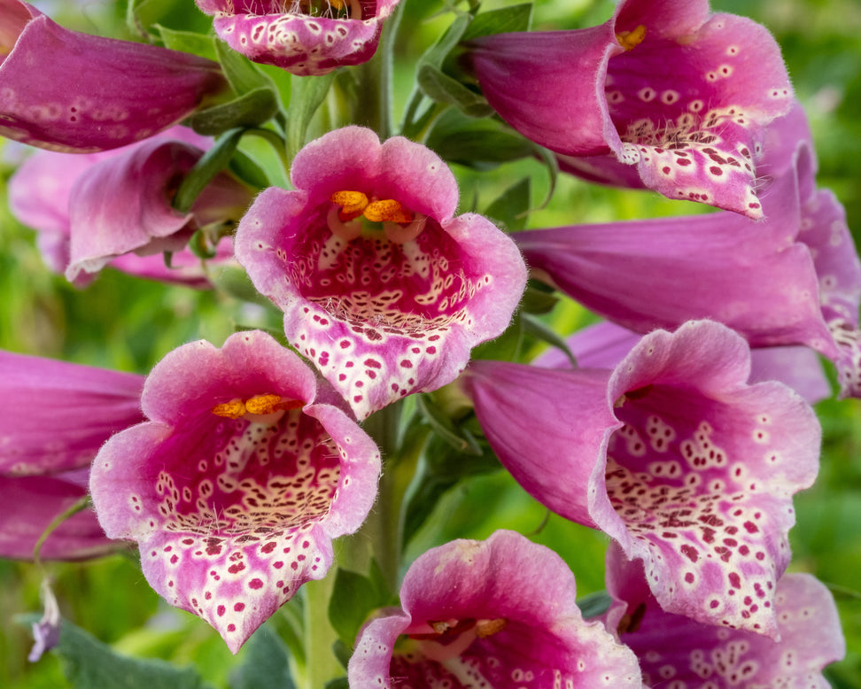 Digitalis 'Berry Canary'