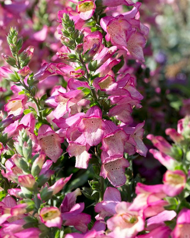 Digitalis 'Berry Canary'