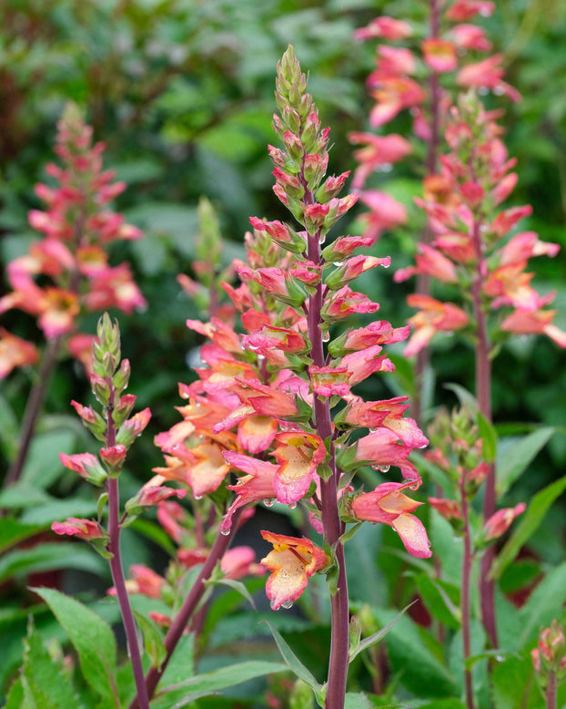 Digitalis 'Falcon Fire'