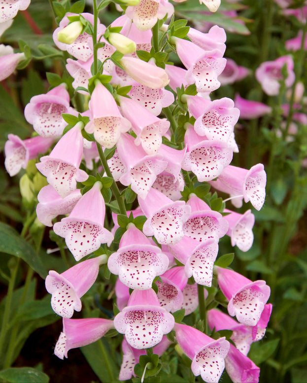 Digitalis 'Lucas'
