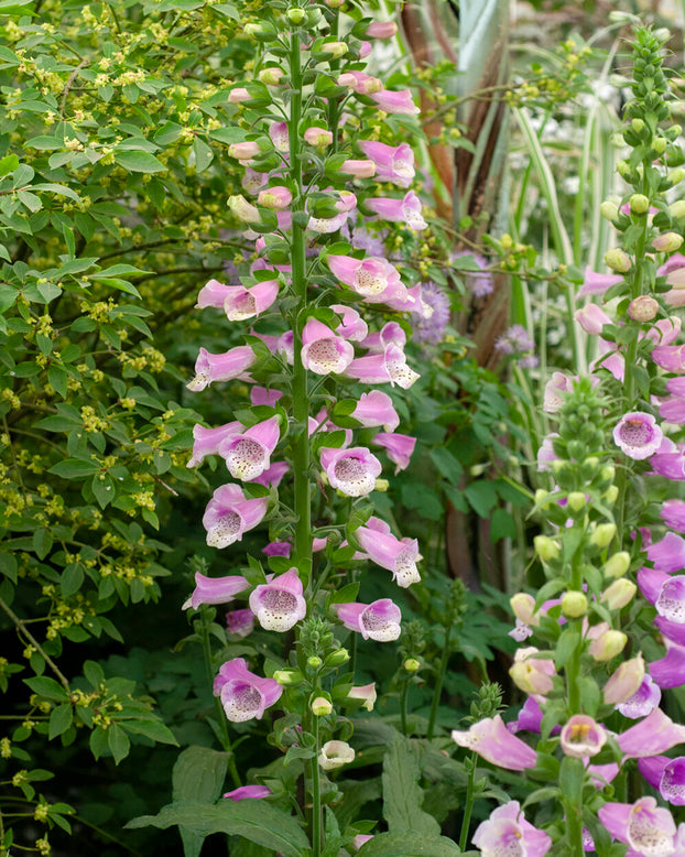 Digitalis 'Lucas'