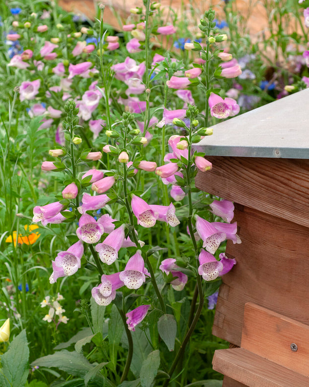 Digitalis 'Lucas'