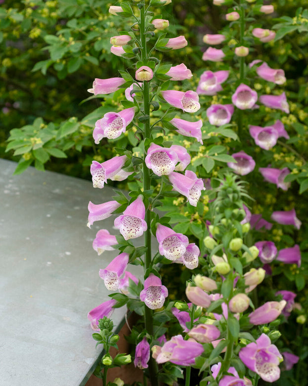 Digitalis 'Lucas'