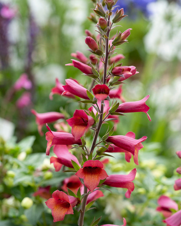 Digitalis 'Raspberry'