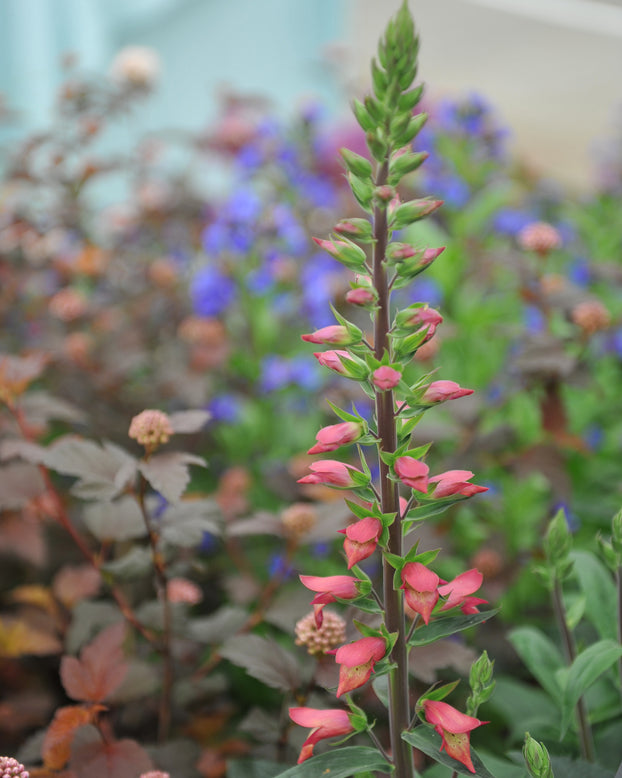 Digitalis 'Firebird'
