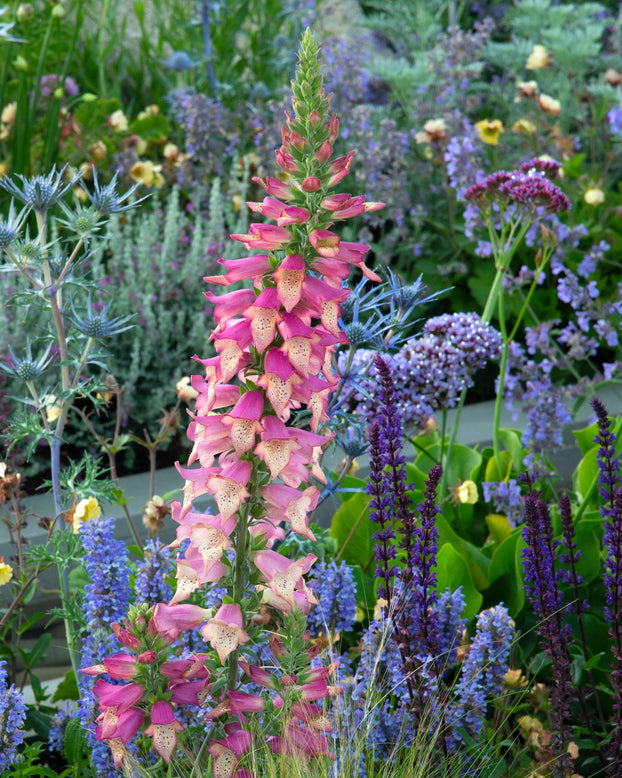 Digitalis 'Firebird'