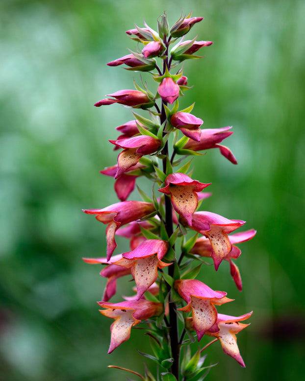 Digitalis 'Firebird'