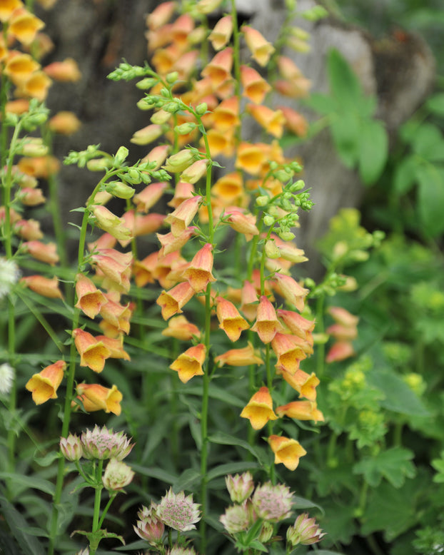 Digitalis 'Goldcrest'