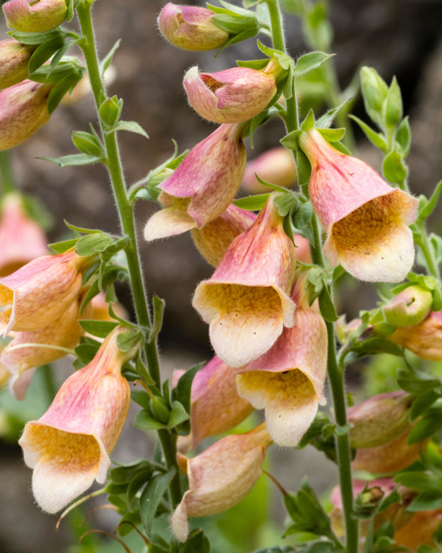 Digitalis 'Goldcrest'