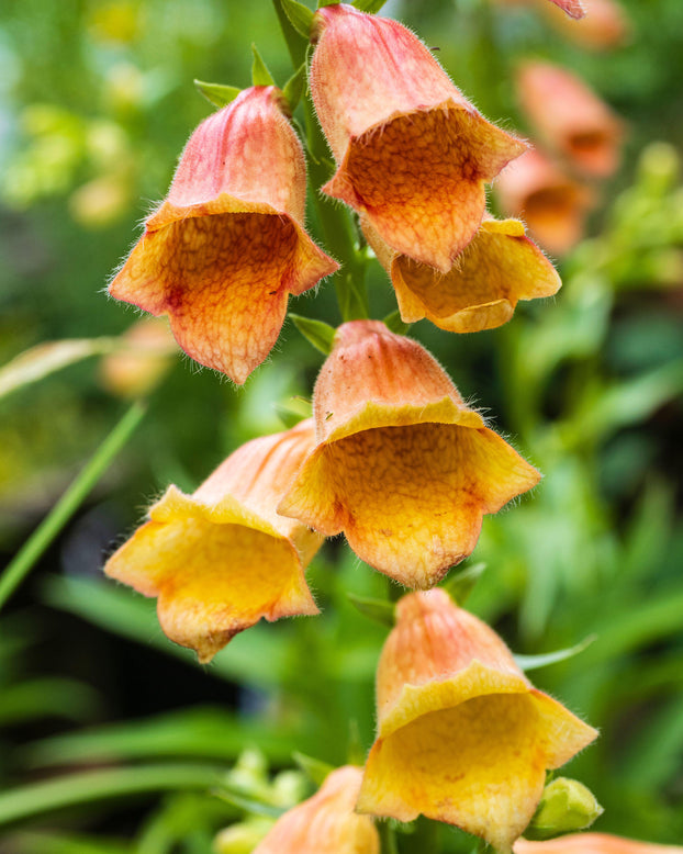 Digitalis 'Goldcrest'