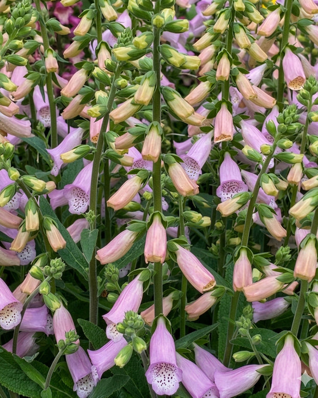 Digitalis 'Lucas Light Pink'