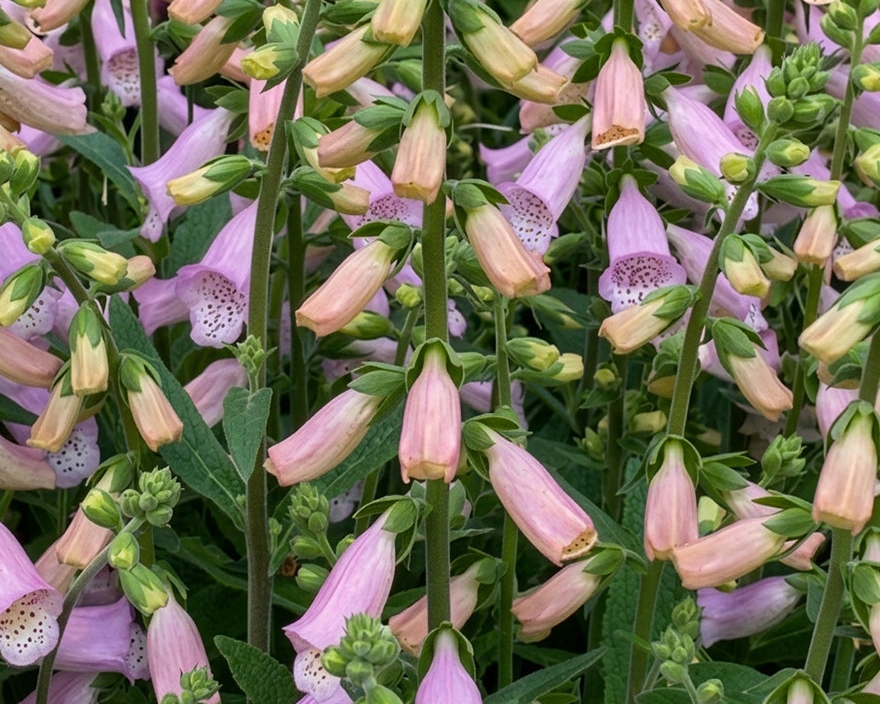 Digitalis 'Lucas Light Pink'