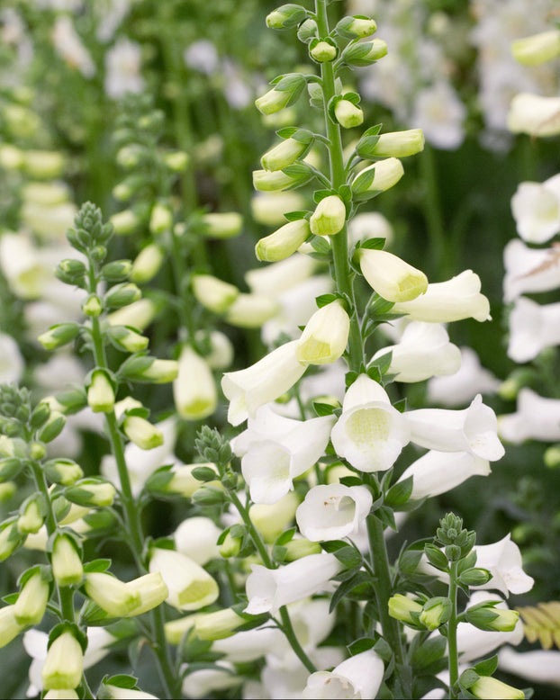 Digitalis 'Lucas White'