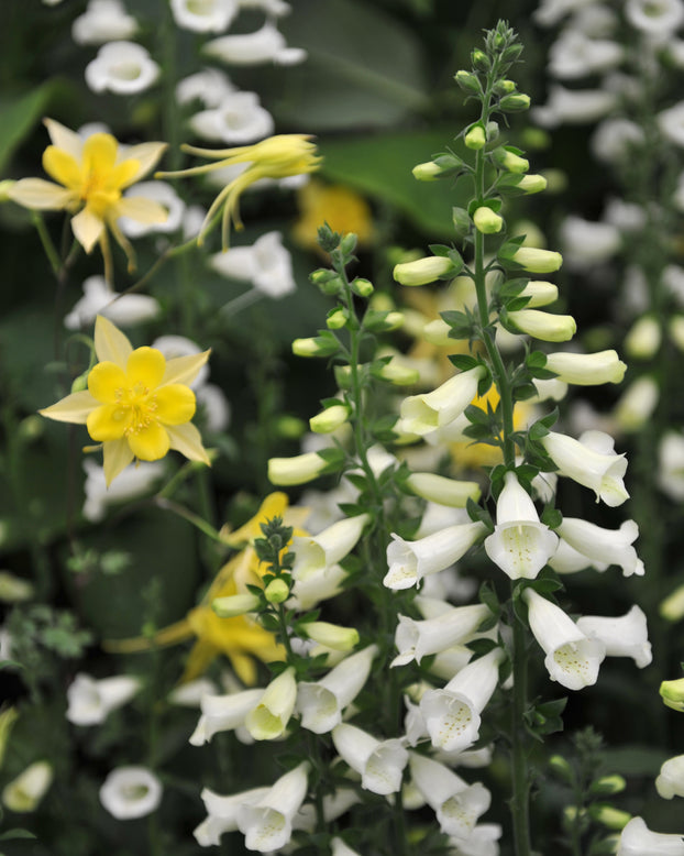 Digitalis 'Lucas White'